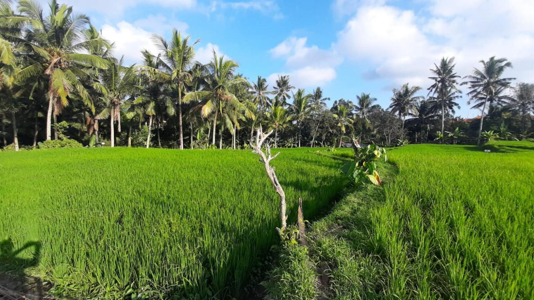 As I Am Ubud Retreat Buitenkant foto